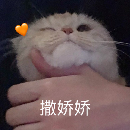 猫咪撒娇表情包合集