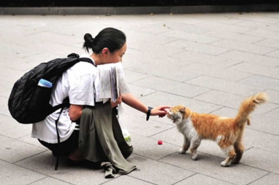 女生宿舍偷偷养猫，结果橘猫胖到藏不住，被举报后宿管阿姨都笑了