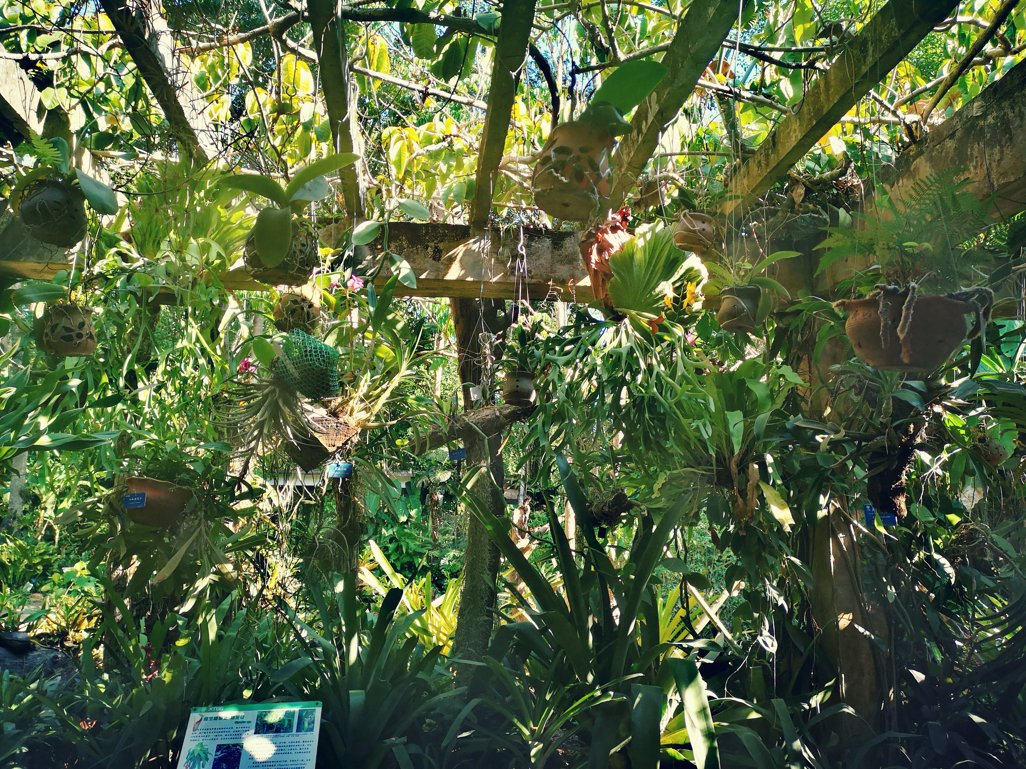 西双版纳8天9晚2600元，中科院热带植物园最详细攻略看这一篇就够