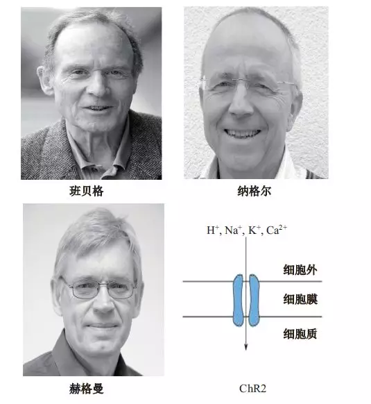 光遗传学背后的科学家们