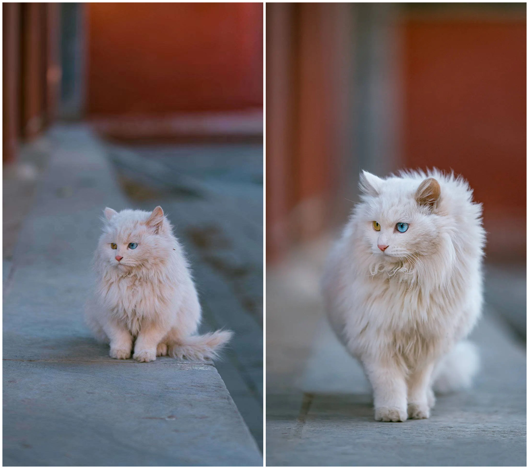 中华田园猫丨狮子猫