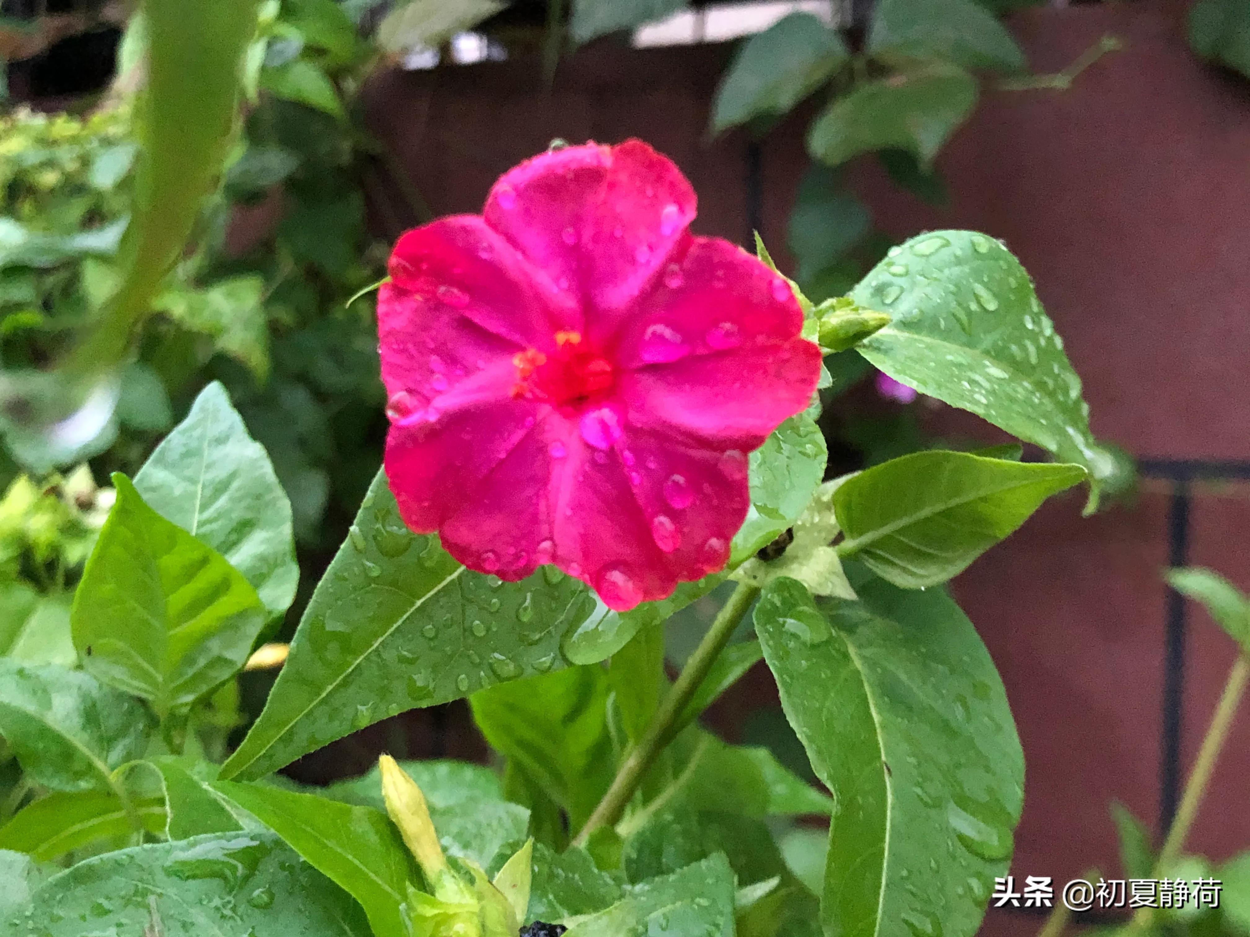 秋雨的深情，都藏在了花中，傍晚随笔