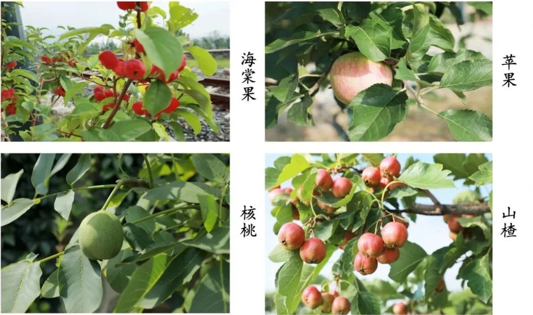 京郊这所学校，真真了不得