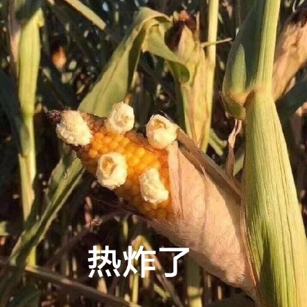 天气热的表情包｜陛下，请把臣妾打入冷宫吧