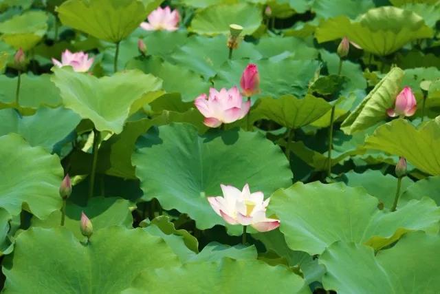 5大校区占地317万㎡、