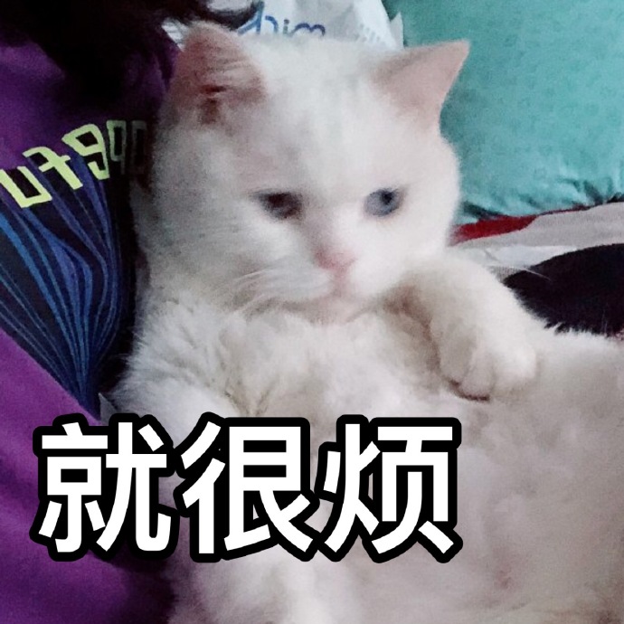 猫咪表情包｜睡了告辞