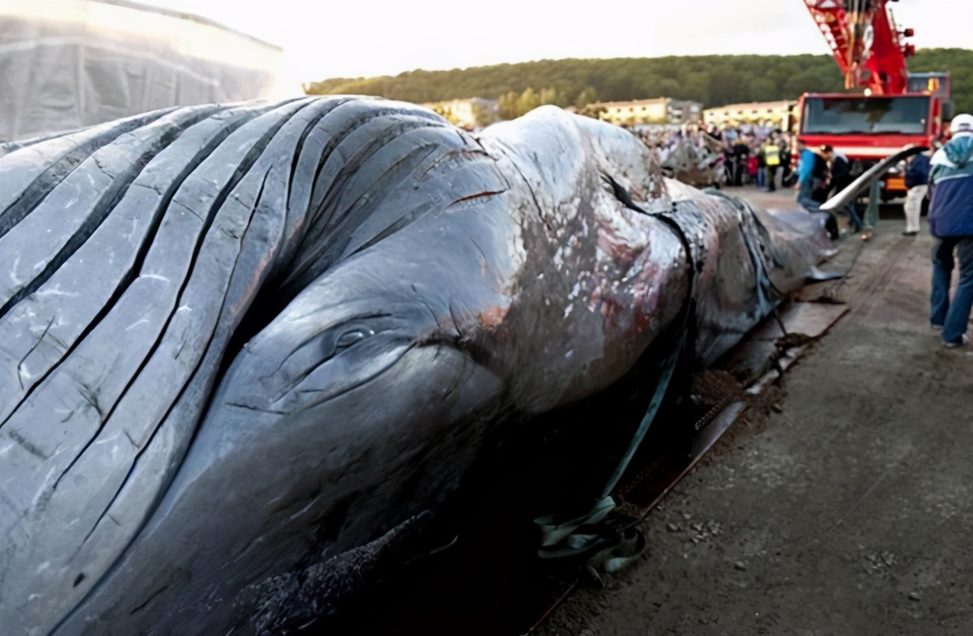 最大的鲸鱼尸体被发现，体重77吨，如此庞大是什么生物杀了它？