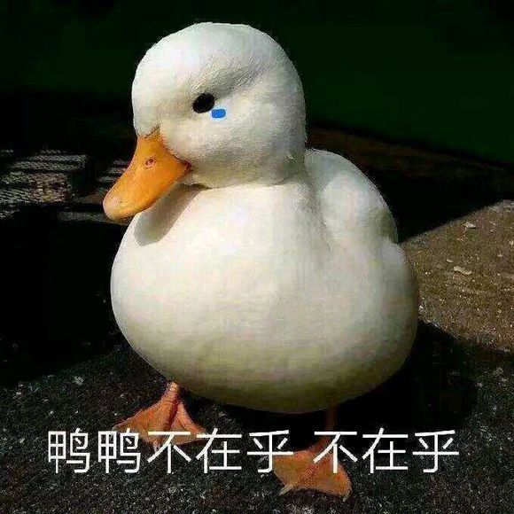 可爱的表情包合集｜你知道错了没有？