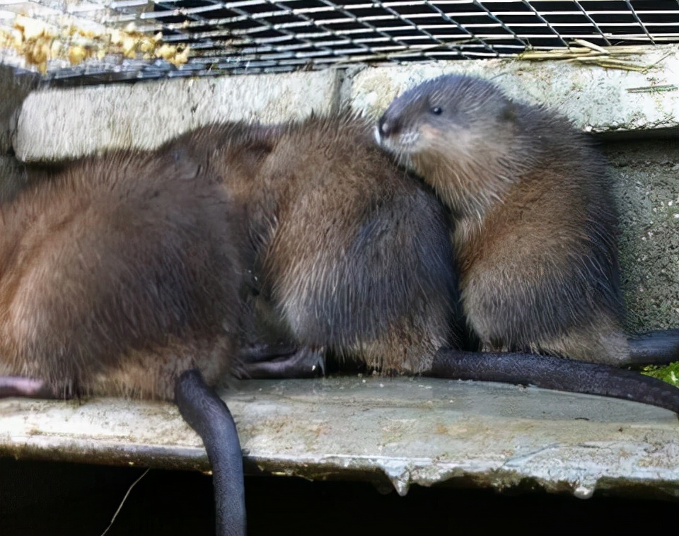 和我国本土的老鼠一样,水耗子的危害也不小,是一种典型的农业害兽.