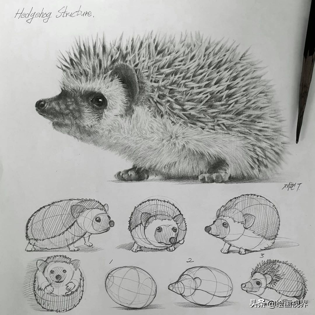 动物素描局部透视怎么画?有什么特点?里面的知识,很多人不知道