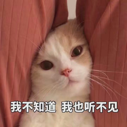 猫咪表情包：可以但没必要，有必要但不可以