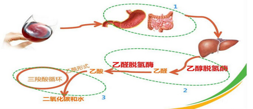 春节临近，聚会喝酒，但解酒药到底靠不靠谱？