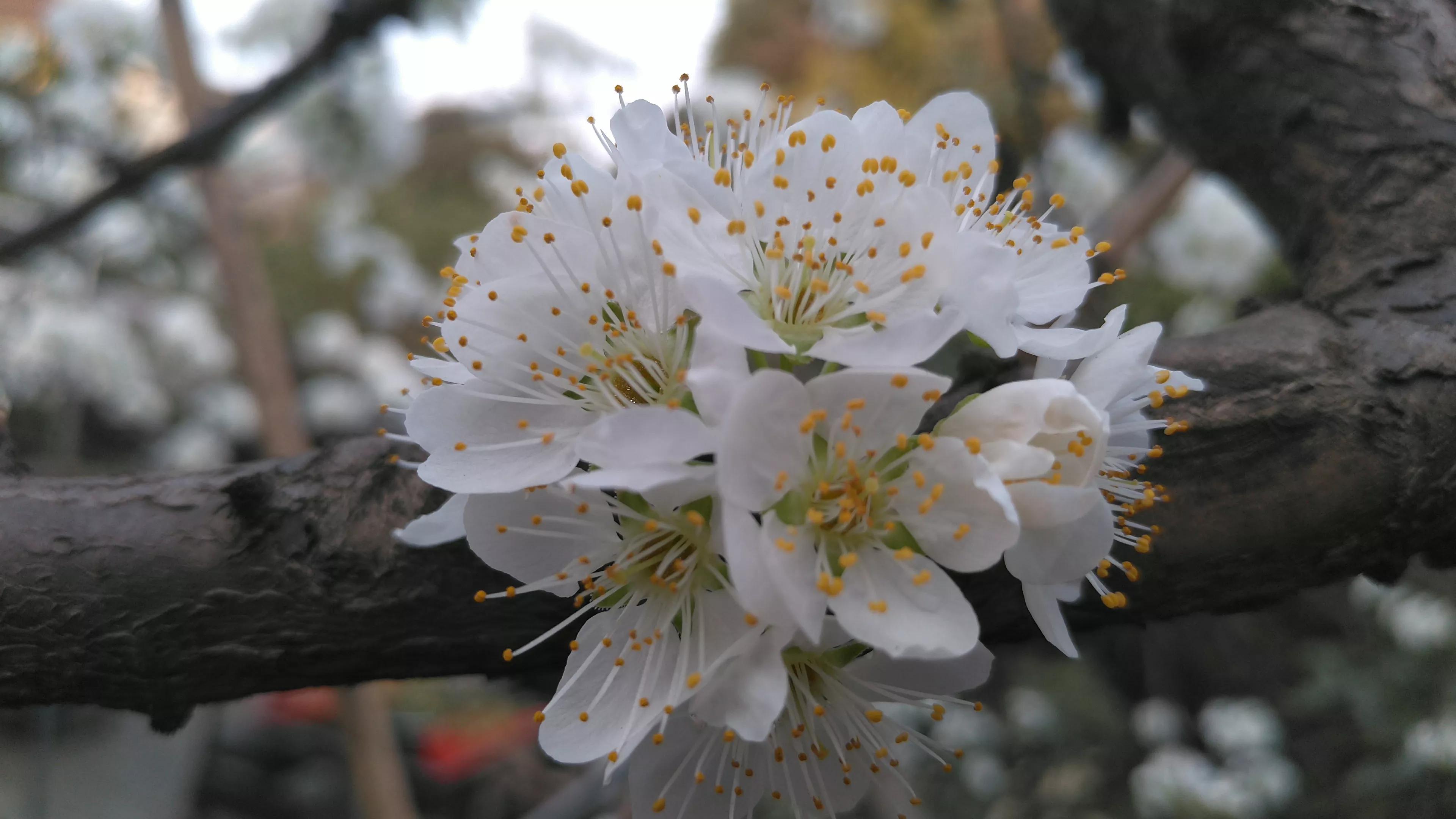 李树开花一树白，银装素裹如堆雪