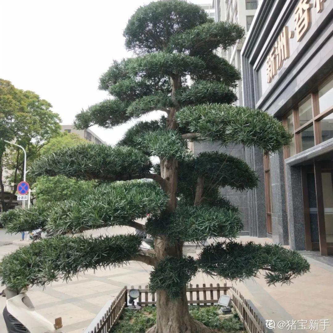 庭院适合种植什么树（适合在院子里养的9种树）