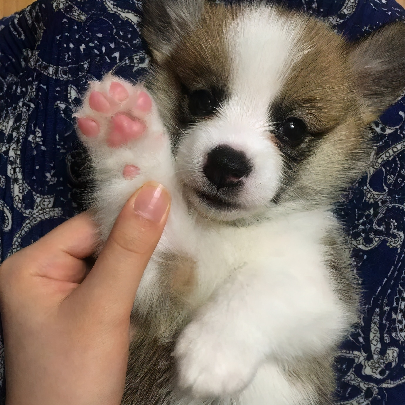 狗有几个脚趾头(关于狗爪子的六个详细秘密)