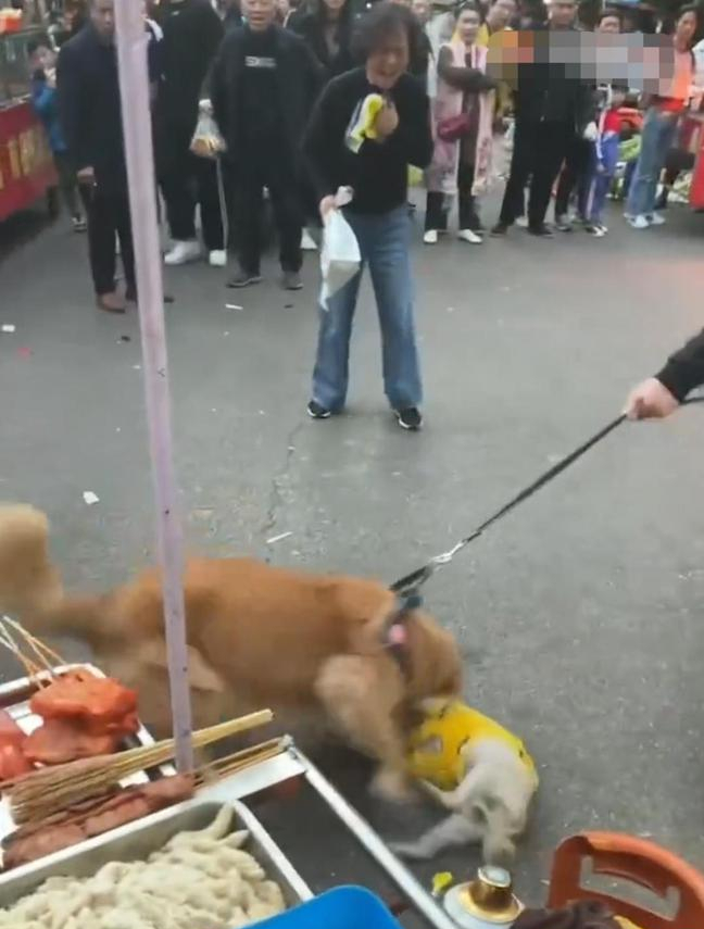遛狗不牵绳！湖南一小狗惨被金毛撕咬，小狗为什么喜欢挑衅大狗？