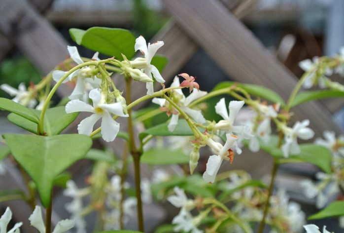 冬天冻不死的常绿植物（叶子好看的4种花寒冷也不怕）