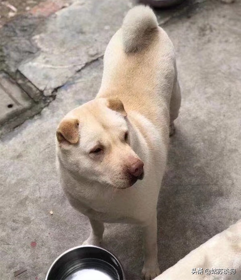 五红犬,起源潮汕,扬名于东莞,详解潮汕五红与东莞五红的区别