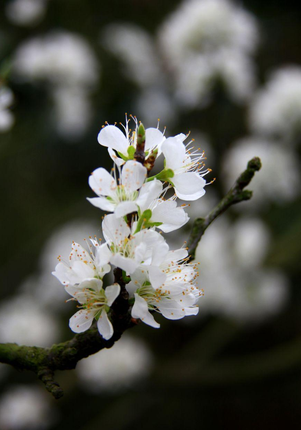 梨花绽放为春来，10首梨花的诗词，在这个美好的季节送给你