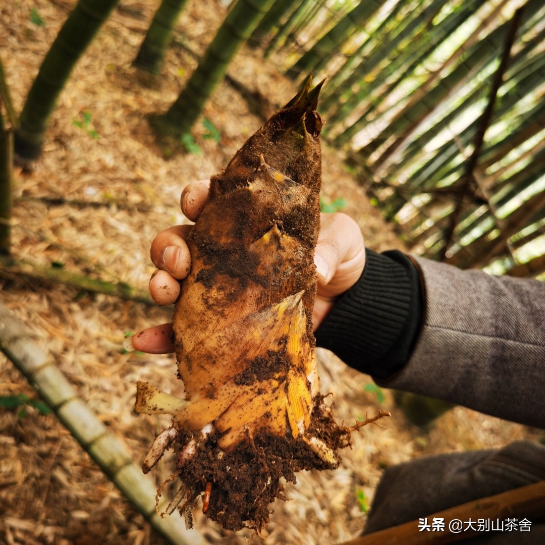 大别山采茶日记，茶季总结：茶歇犹依依，回首数峰青