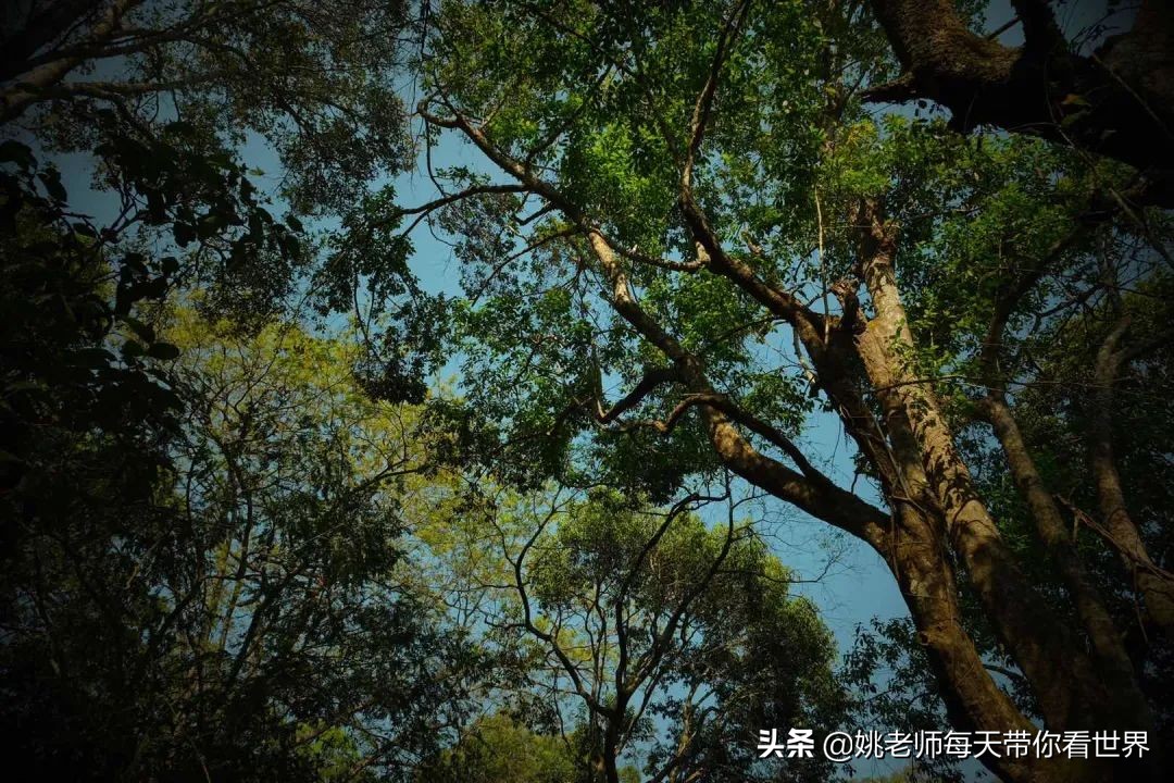 亲测｜穿越雨林睡进千年茶园 造访快乐拉祜音乐之乡