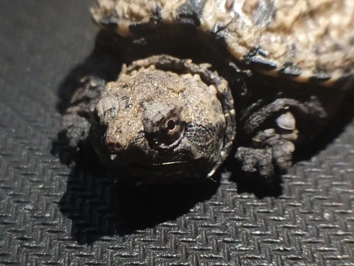 鳄龟需要晒太阳吗（了解鳄龟饲养常识及方法）