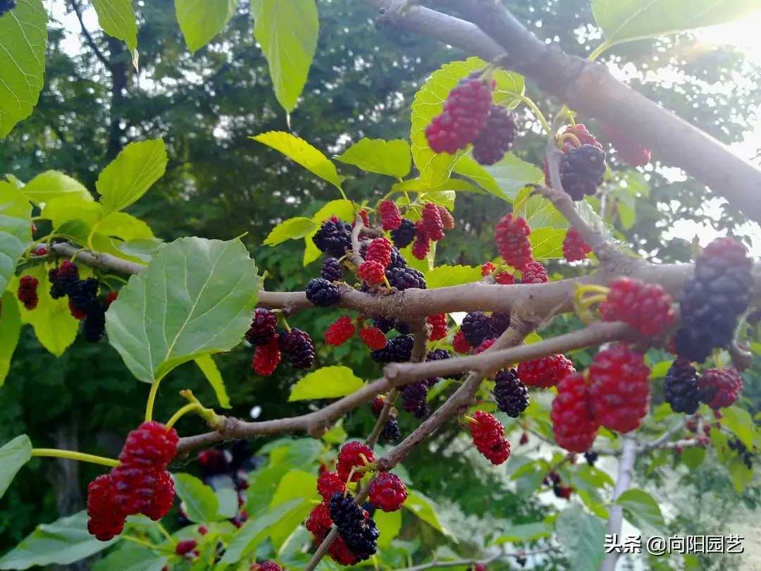 门前种什么树风水最好（家门口栽这5种树镇宅又旺财）