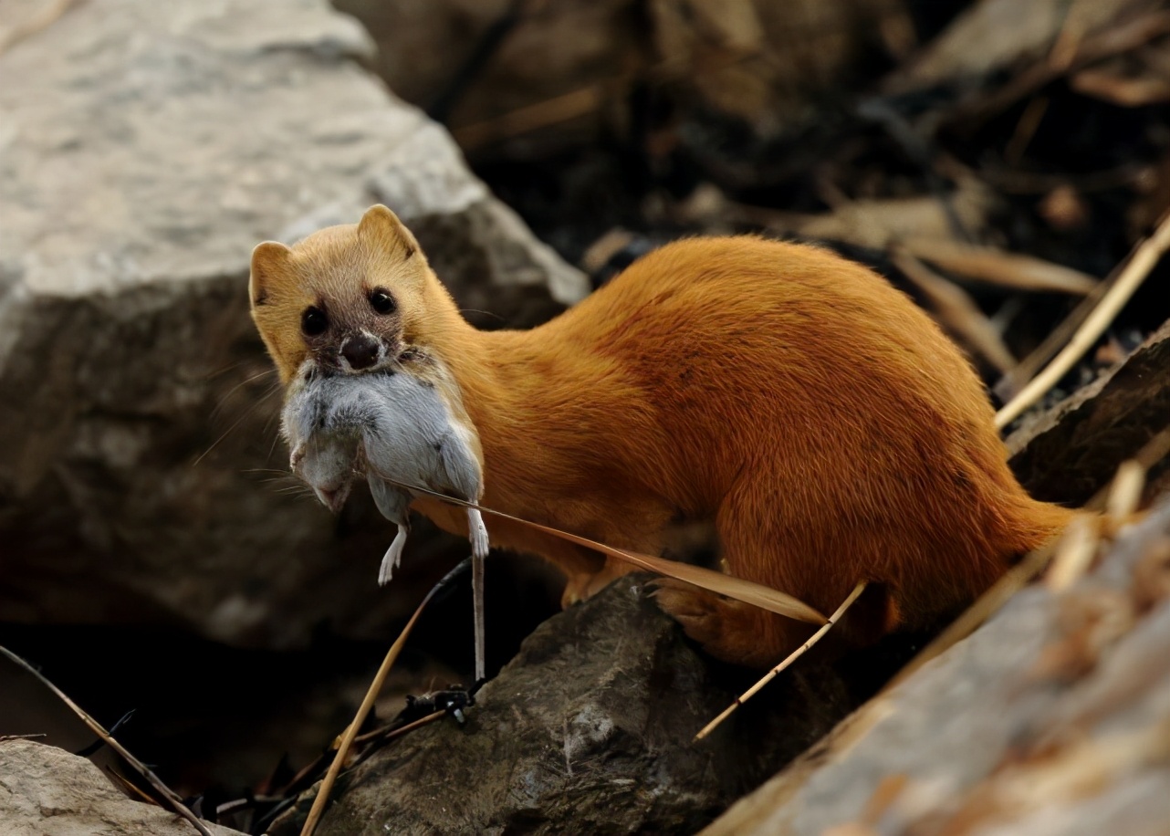 黄鼠狼最怕什么气味气味毒性大吗