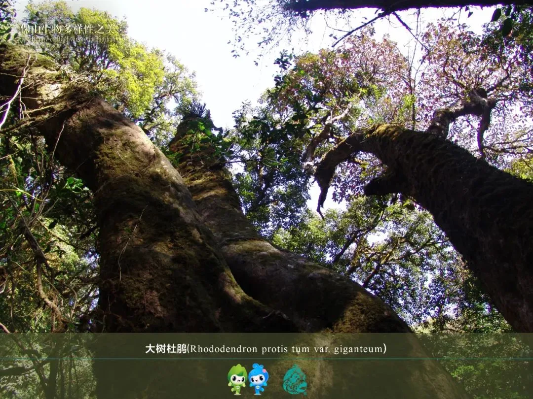 惊艳!生物多样的保山,美到你无法想象
