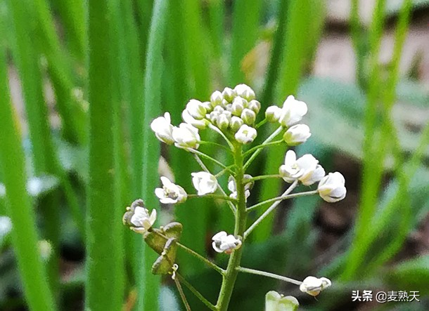 白杨树花开，大地春正深