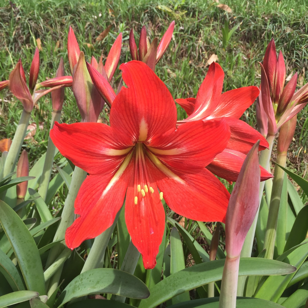 绿化树品种大全(100种绿化带或路边常见的花草树木)