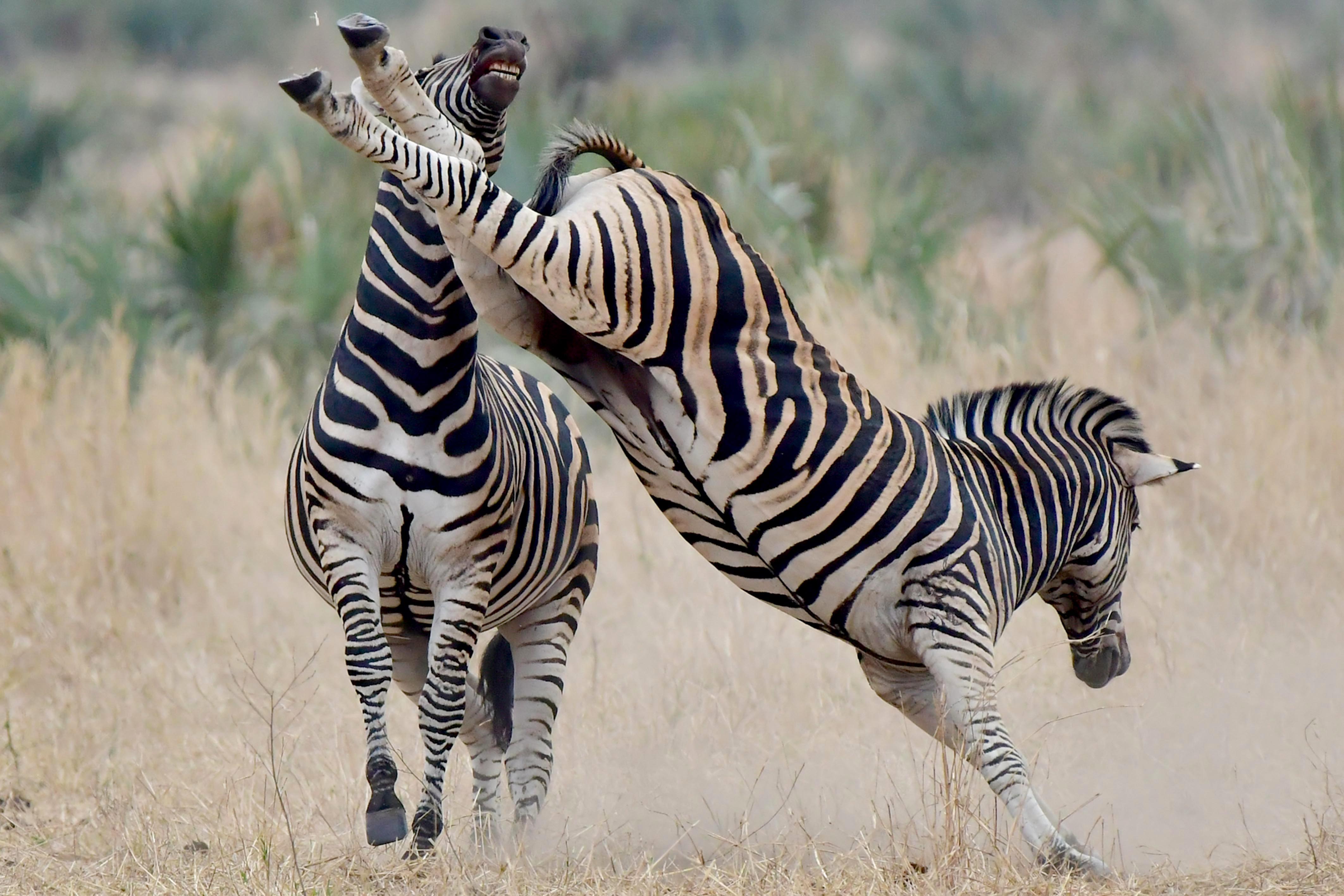 斑马条纹意想不到的作用:晃晕寄生虫,奔跑的空调