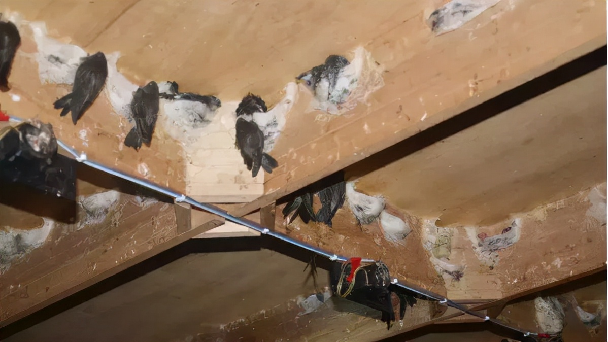 燕窝为什么要选马来西亚的？