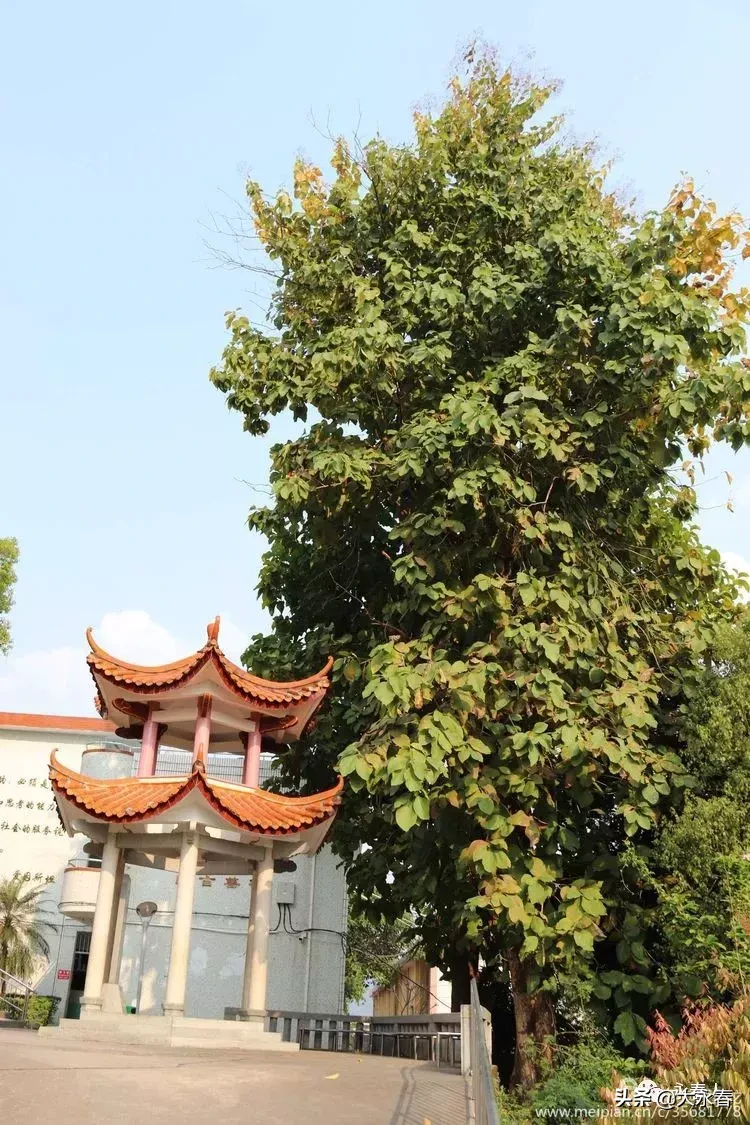 美哉！我们的永春三中