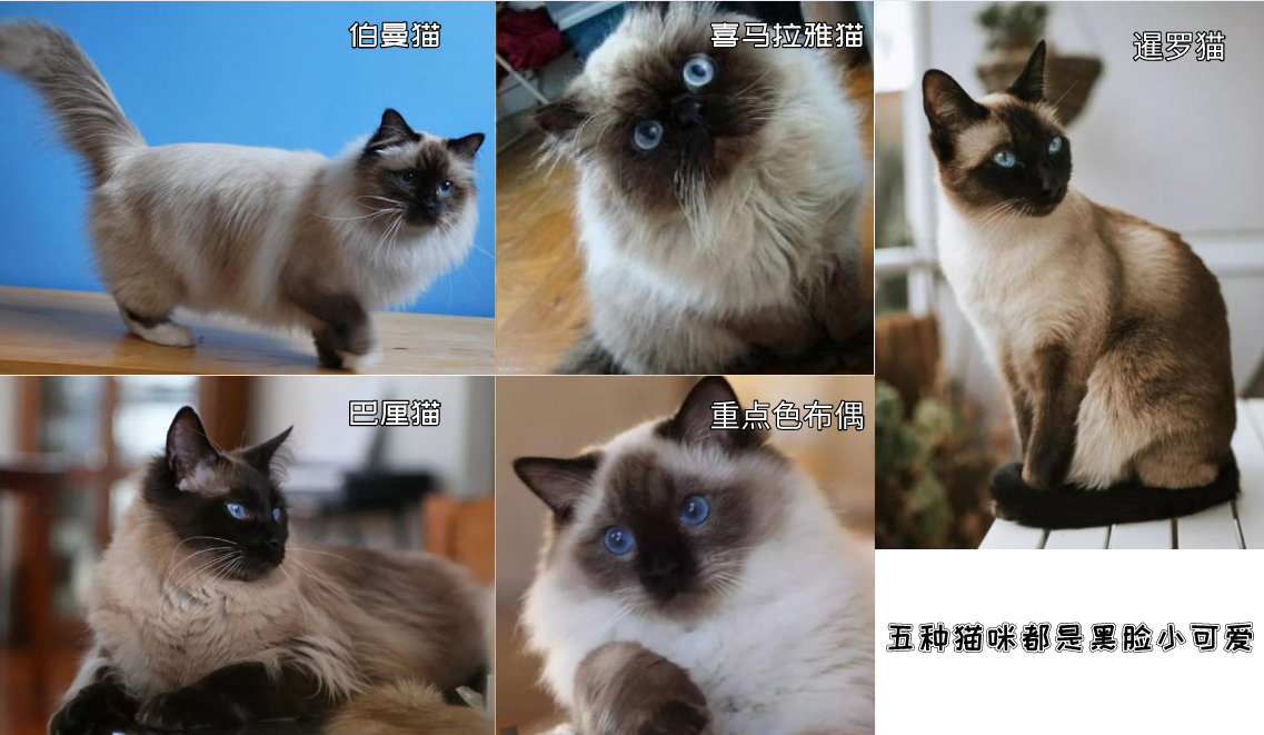 猫界大黑脸：暹罗猫和重点色布偶怎么分辨？怎么判断是不是杂交的