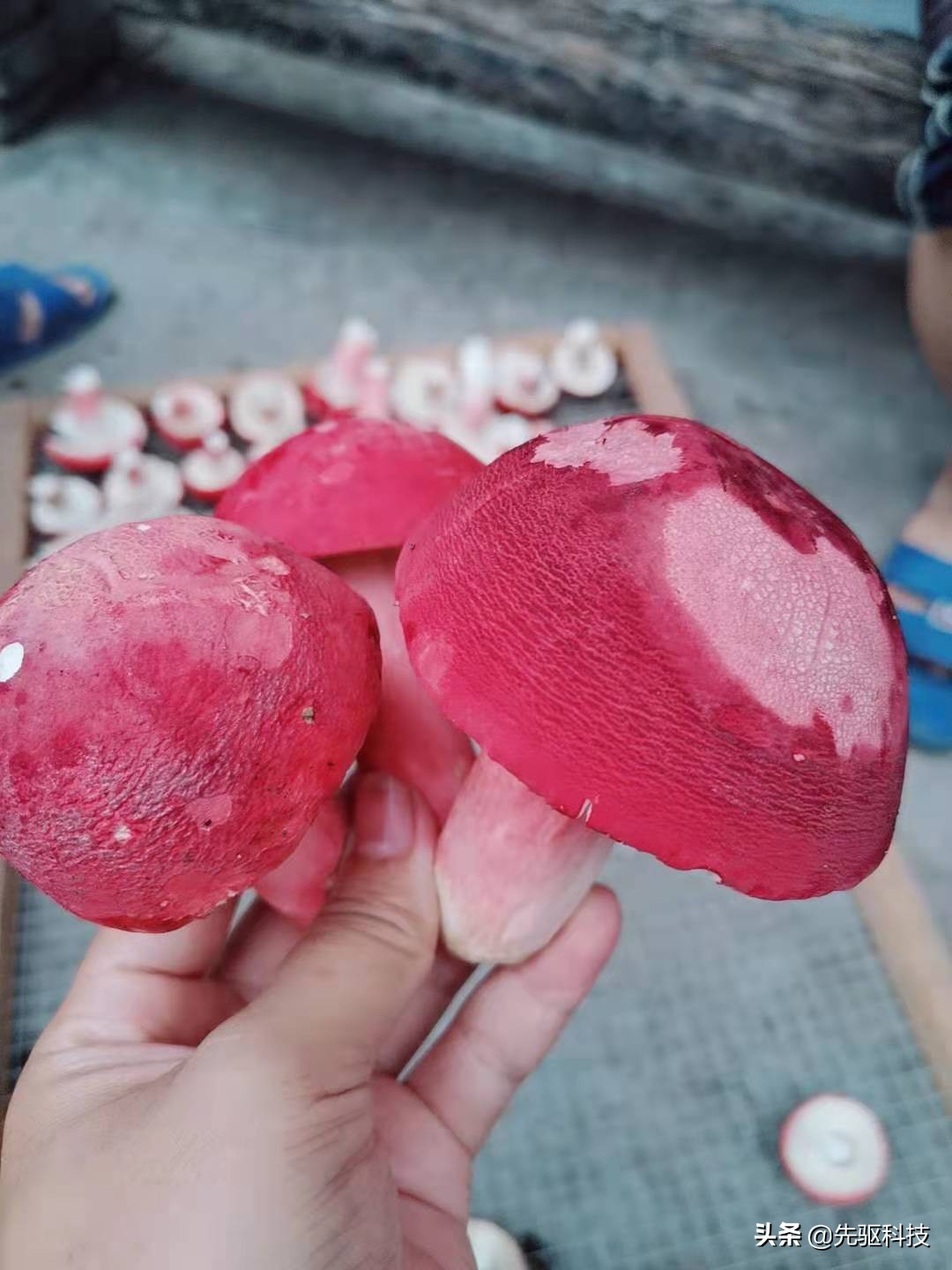 广西容县特产,1000块钱一斤的野生红菇,很补