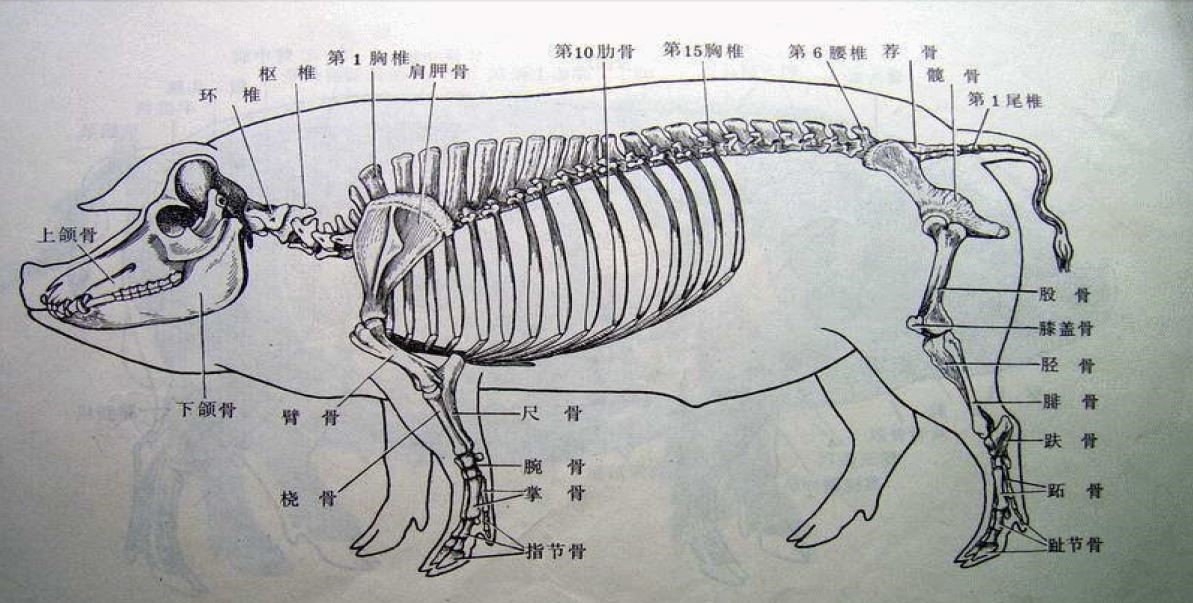 如何设计猪场免疫程序表？附免疫程序示范表，图文并茂干货满满