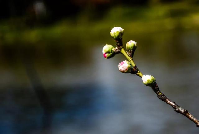30首七言律诗，首首经典，字字珠玑，传唱了千年