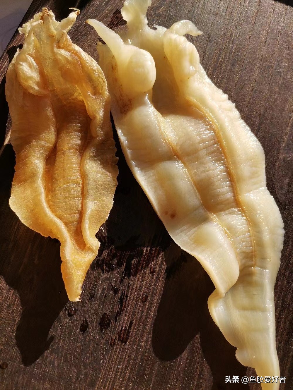 北海胶:近年来花胶界的新宠,今年最火的鱼胶之一,值得我们选吗