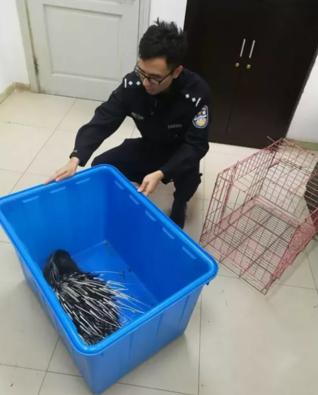 上海街头出现了不明生物！全身长着刺，体型很大，能过马路看信号灯吗？专家：不接触