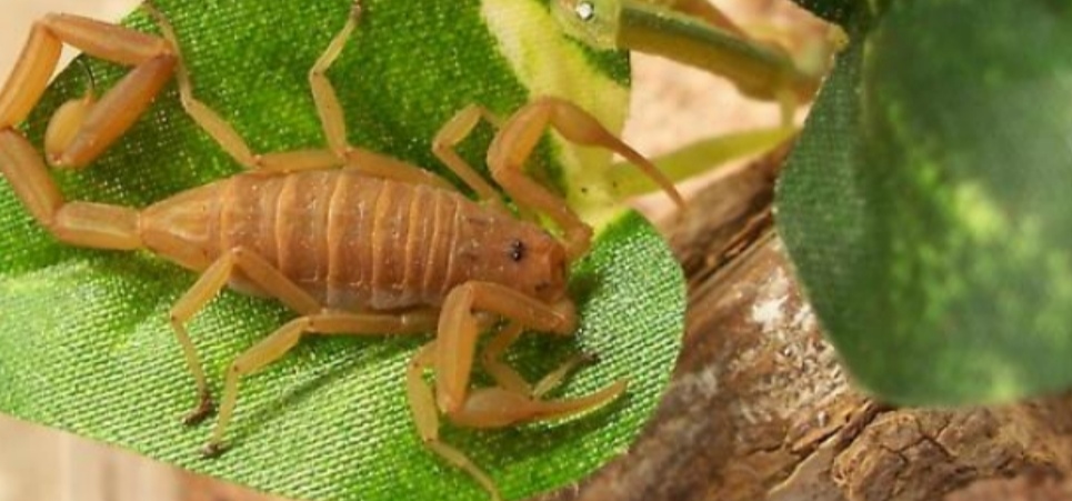 外壳坚硬的墨西哥雕像木蝎