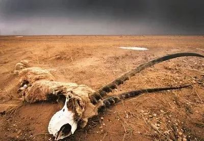 人类啊!真的别再伤害动物了