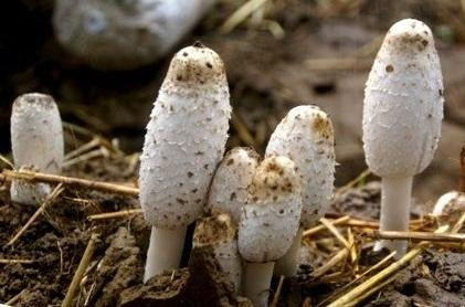 鸡腿菇16,笋茸即笋衣笋茸17,真姬菇又名姬菇,姬菇王真姬菇18,榛蘑榛蘑