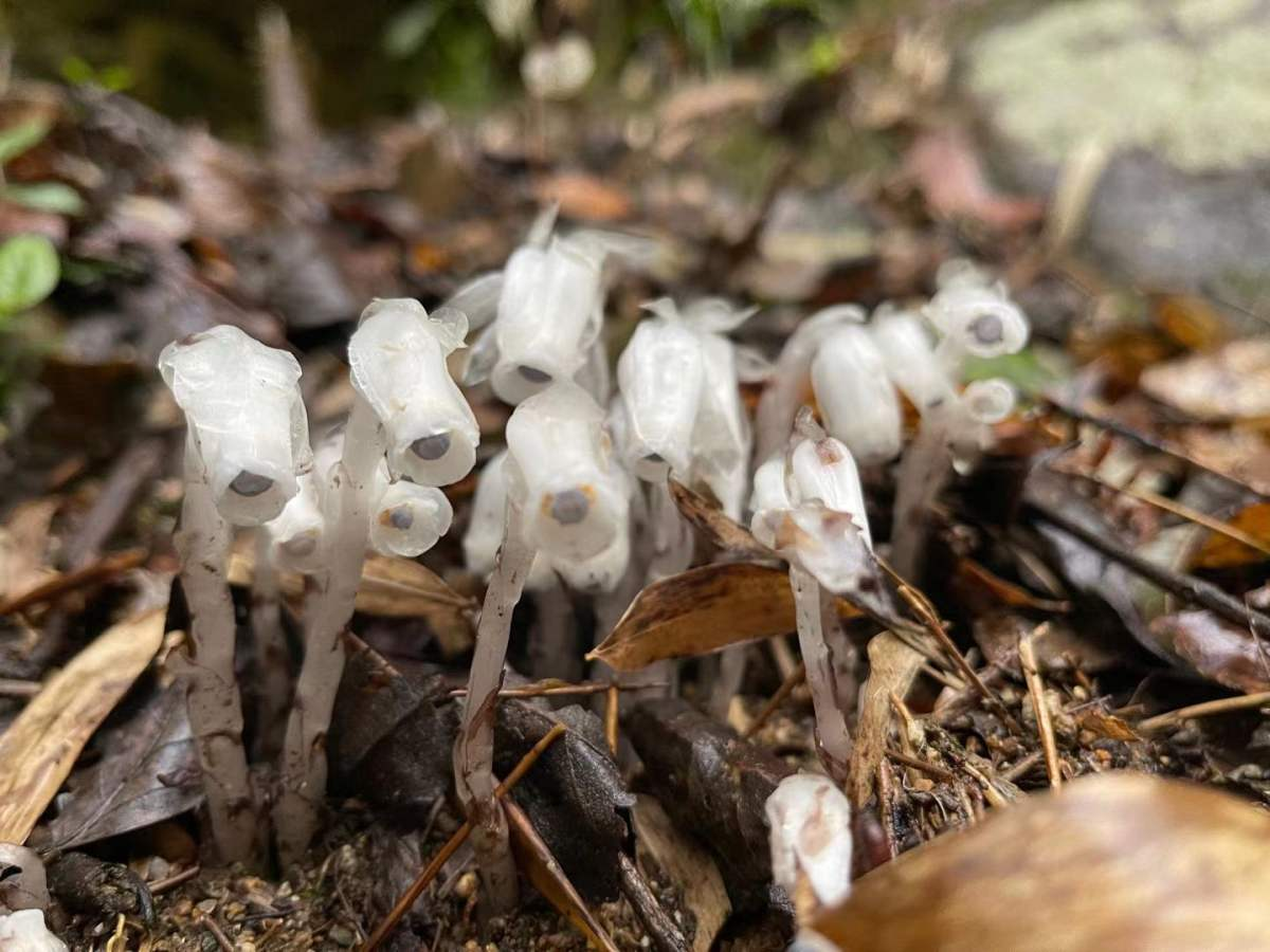 幽灵兰花的图片(图文讲解幽灵兰花的真实样子)