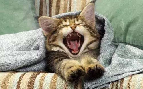 梦到猫,应该如何解梦?