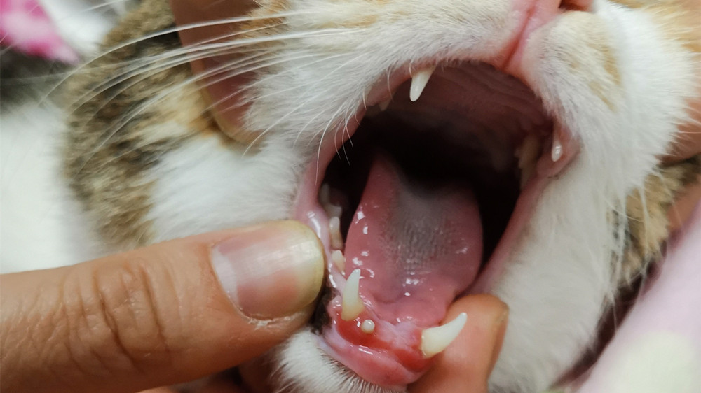 猫咪嘴巴怎么了,这些口腔疾病要知道