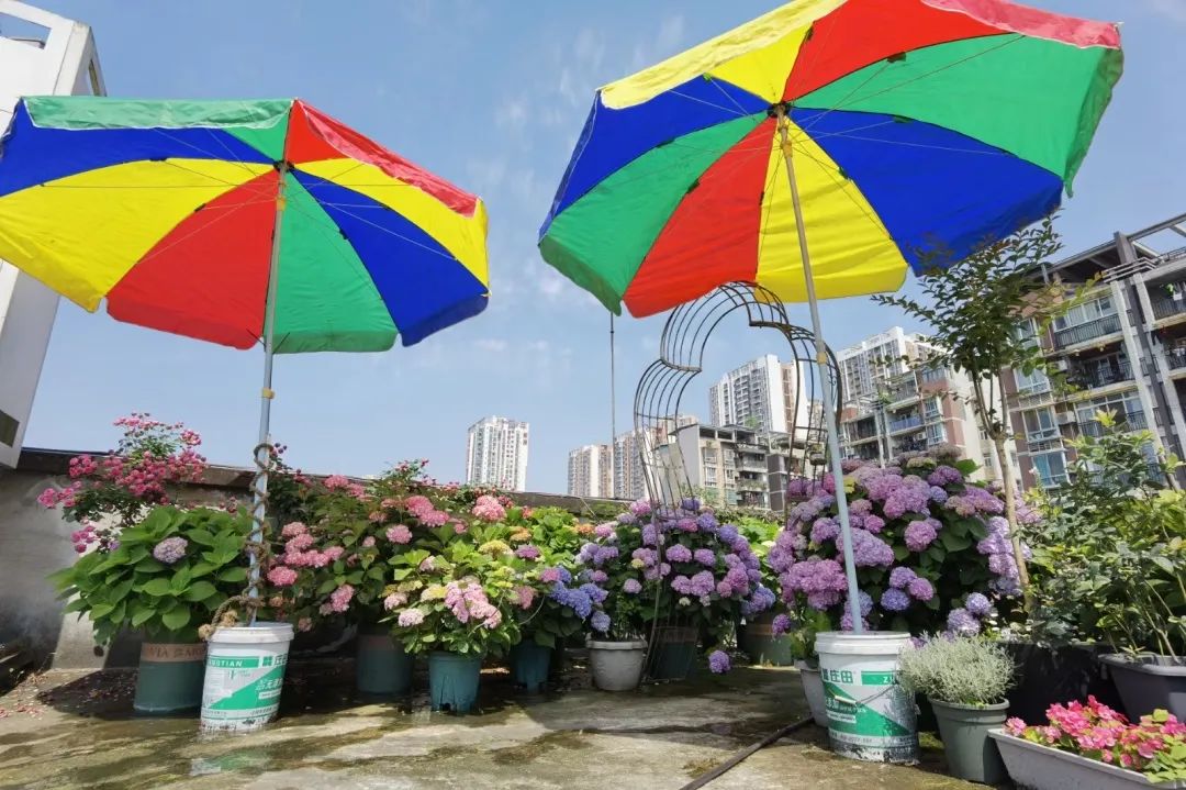 海妈花园访问｜想种花没地方？重庆小学老师在学校楼顶造了座花园