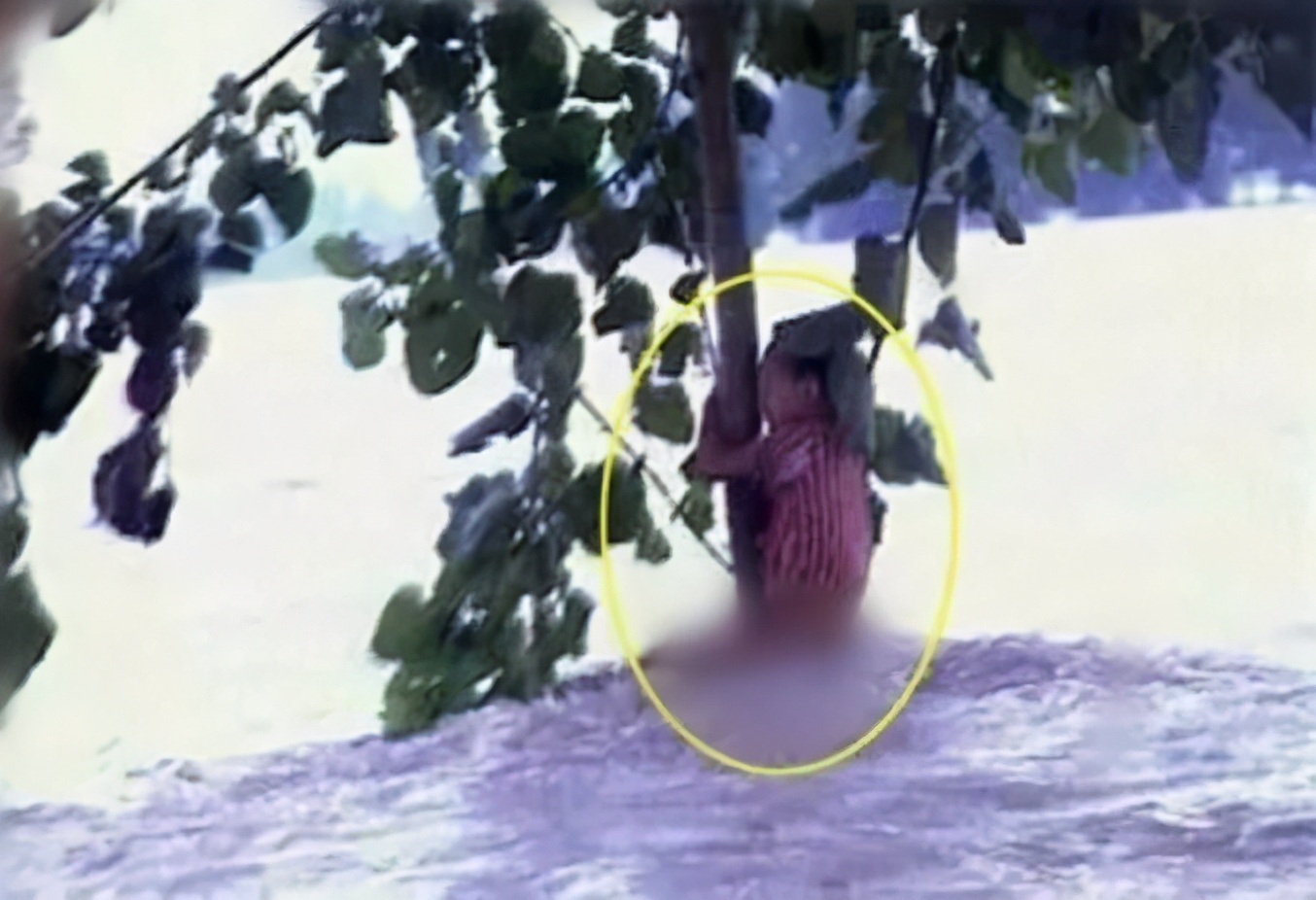 23年后，抱树女孩成为一名铁路女警！