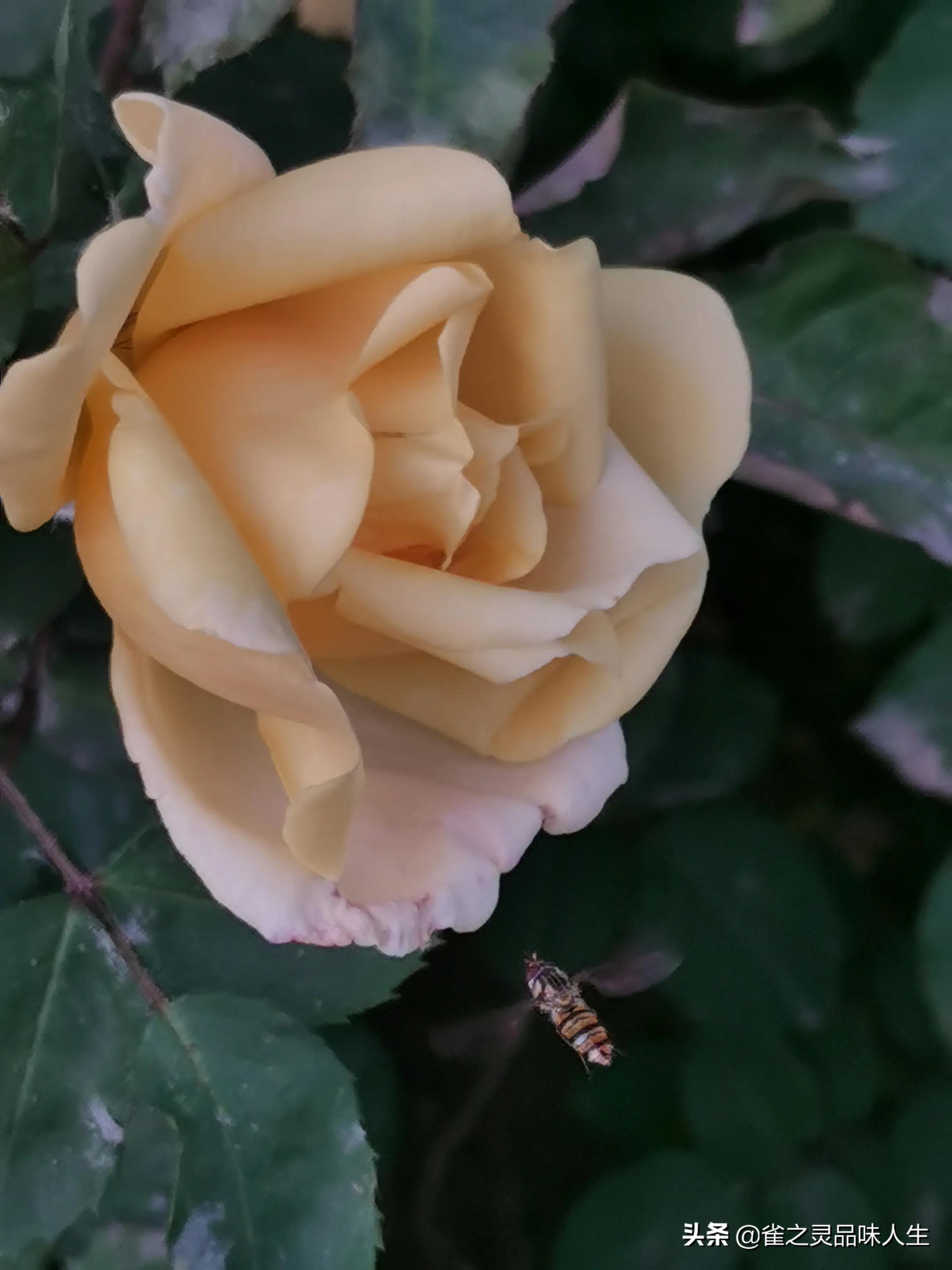 68岁心高气傲的董晨说“我想找一个未婚女大学生做妻子有错吗？”