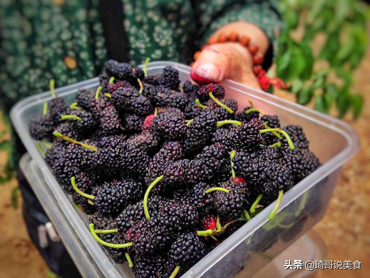 桑葚泡酒的正确做法（桑葚好处多泡酒详细配方和做法）